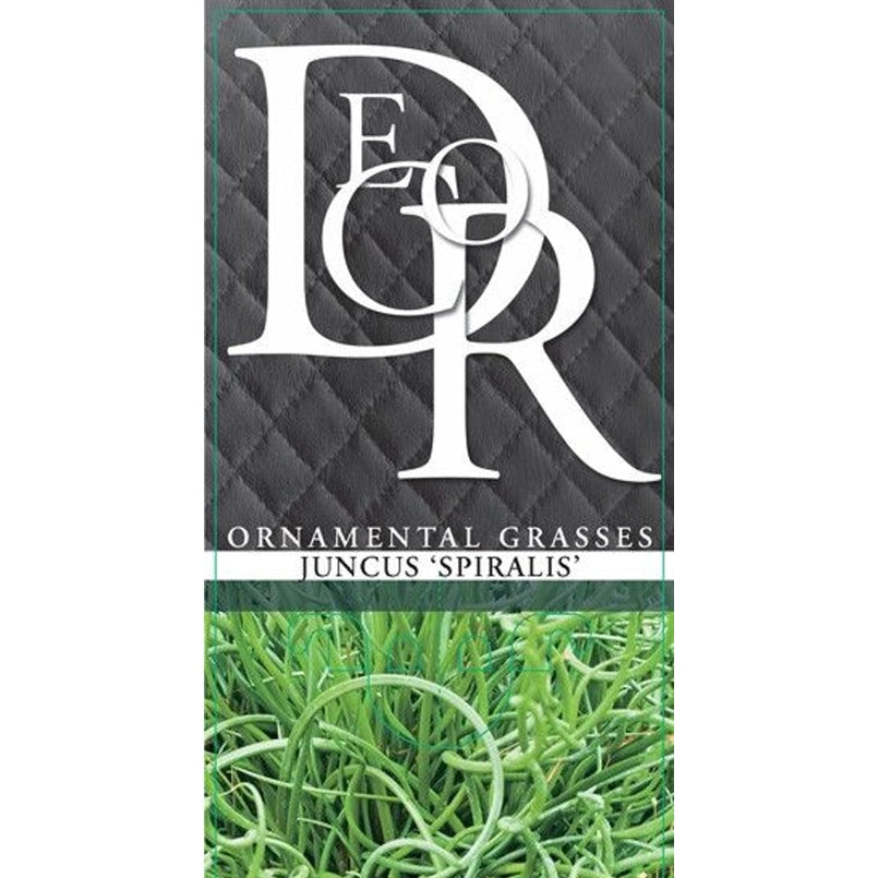 Vass – Juncus effusus 'Spiralis' - C2